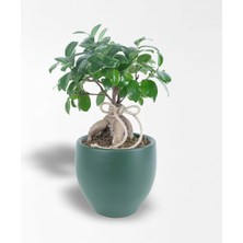 Çiçeek Bonsai Ginseng