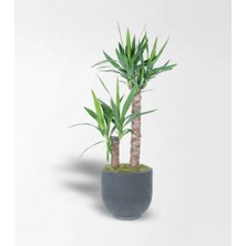 Çiçeek Kumlu Beton Saksıda 2'li Yucca
