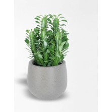 Çiçeek Yeşil Süt Ağacı Euphorbia Trigona Kaktüs