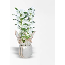 Çiçeek 2 Dallı Bambu Orkide - Dentrobium Orkide