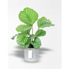 Çiçeek Büyük Calathea Orbifolia - Dua Çiçeği