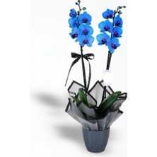 Çiçeek 2 Dallı Magic Blue Mavi Orkide