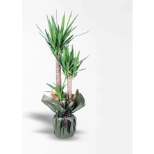 Çiçeek 3'lü Yucca Bitkisi