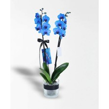 Çiçeek Cam Vazoda 2 Dallı Magic Blue Mavi Orkide