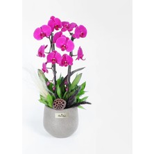 Çiçeek 2 Dallı Mor Cascade Orkide Lotus