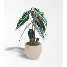 Çiçeek Alocasia Polly - Fil Kulağı Bitkisi