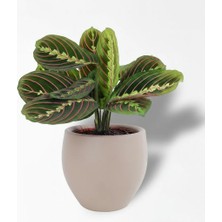 Çiçeek Maranta