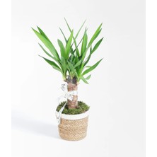 Çiçeek Hasır Sepette Tekli Yucca