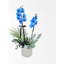 Çiçeek Bej Beton Saksıda Magic Blue Mavi Orkide ve Okaliptus Aranjmanı