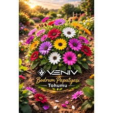 Veniv 10 Adet Bodrum Papatyası Tohumu-Aldığınız Kadar Tohum Tek Pakette Gönderilir