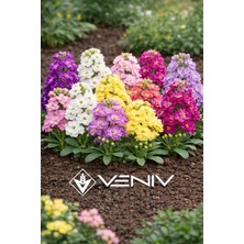 Veniv 100 Adet Şebboy Çiçek Tohumu