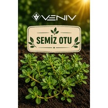 Veniv 1200 Adet Semiz Otu Tohumu - Aldığınız Kadar Tohum Tek Pakette Gönderilir