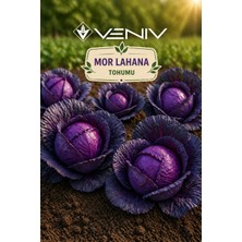 Veniv 500 Adet Mor Lahana Tohumu