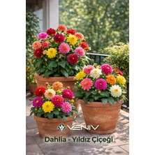 Veniv 10 Adet Yıldız Çiçeği Tohumu- Dahlia- Aldığınız Kadar Tohum Tek Pakette Gönderilir