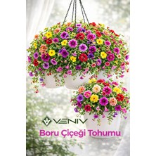 Veniv 20 Adet Boru Çiçeği Tohumu - Petunya Tohumu- Aldığınız Kadar Tohum Tek Pakette Gönderilir