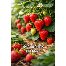 Veniv 100 Adet Çilek Tohumu