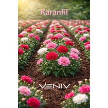 Veniv 50 Adet Karanfil Çiçeği Tohumu