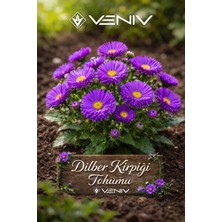 Veniv 50 Adet Dilber Kirpiği Aster Tohumu