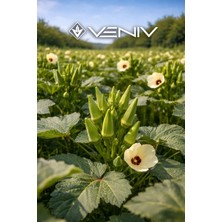 Veniv 100 Adet Çiçek Bamya Tohumu