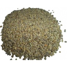 Ispanak Tohum Tane 500 gr