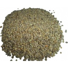 Ispanak Tohum Tane 75 gr