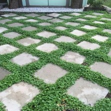 Calperia Dona Dayanıklı Fare Kulağı Tohumu, Dichondra Repens, 100 Adet
