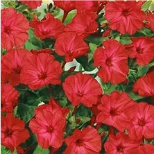 Calperia 20 Adet Bright Red Akşam Sefası Çiçeği Tohumu