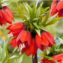 Gardenya 1 Adet Rubra Kırmızı Ters Lale Soğanı