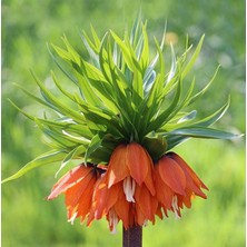 Gardenya 1 Adet Imperial Fritillaria Turuncu Ters Lale Soğanı