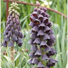 Gardenya 4 Adet Purple Mor Ters Lale Soğanı