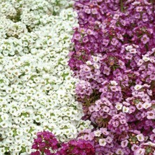 megcito Alyssum Kraliyet Halısı Karışık Renk - Saksılık 10 Tohum