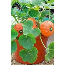 Aesco Kırlangıç, Kokulu Süs Kavunu Tohumu / 10 Adet Şamama Tohumu
