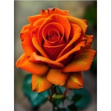 Aesco Videolu Turuncu Yediveren Kokulu Gül Fidanı 1 Adet (10-15 Cm) Saksılı Aşılı Gül Orange Rose