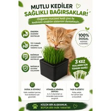 Ural 3D Kedi Çimi Otu Tekrar Kullanılabilir Topraksız Yetiştirme Kutusu