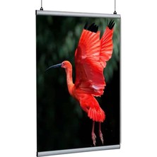 Arte Display Poster Tutucu Clamp 42CM 5li Paket