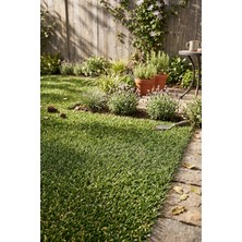 Vitali Home Grass Dekoratif Suni Çim Halı Balkon Bahçe Teras Iç Dış Mekan Sarı Otlu Yeşil Yapay Çim Halı 20 mm