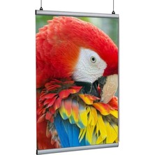 Arte Display Poster Tutucu Clamp 70CM 5li Paket