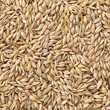 Tungaş 25KG Yemlik Buğday Tanecikli Doğal İlaçsız Tavuk Yemi İçin Uygun