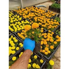 Sarjhub 5 Adet Kadife Çicegi Fidesi  (15-30CM) Dikime Hazir (Sari ve Turuncu)