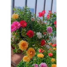 Sarjhub Ipek Cicegi Fidesi -Izmir Ipegi Cicegi (15-35CM) Karisik Renk Dayanikli Bitki-Mezar Örten Cicek