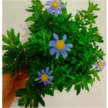 Sarjhub Felisya Çiçeği - Mavı Papatya (25-35CM ) Saksılı Çok Köklü
