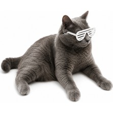 Yapı3D ✨ Kedi Gözlük Seti 3’lü | Renk Seçenekli Eğlenceli Kedi Aksesuarı | Sert Plastik