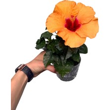 Retro Çiçekçilik Turuncu Hibiscus Çiçeği Japon Gülü