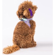 Cekar Store Air-Mesh Ice Cream Köpek Göğüs Tasması (M)