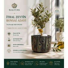 Beton Saksıda Ithal Zeytin Bonsai Adayı Zeytinyağı  Tüpü Dekorlu |bitkitürk Tasarım