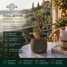 BitkiTÜRK Dokulu Beton Saksıda Ithal Zeytin Ağacı Bonsai Adayı Zeytinyağı Tüpü Dekorlu /35_40CM