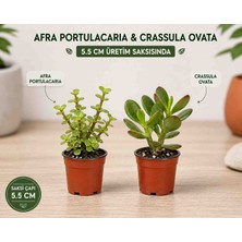 1 Crasula Ovata + 1 Afra Portulacaria Para Bonsai Adayı|bitkitürk Özel Seçim