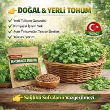 Okacih Maydanoz Tohumu Yerli Üretim – Hızlı Çimlenen, Saksı & Bahçe Için, Aromatik Şifalı Bitki Tohumu