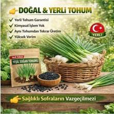 Okacih Yeşil Soğan Tohumu Yerli Üretim – Hızlı Çimlenen, Saksı & Bahçe Için, Aromatik Şifalı Bitki Tohumu