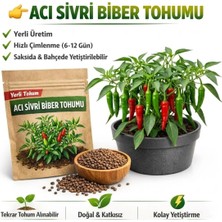 Okacih Acı Sivri Biber Tohumu Yerli Üretim – Hızlı Çimlenen 6-12 Gün, Saksı & Bahçe Için, Aromatik Şifalı Bitki Tohumu